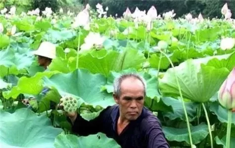 南莲种植全攻略：从收集种子到收获技巧