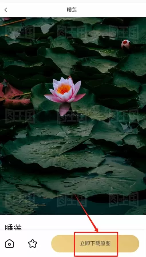 图王国