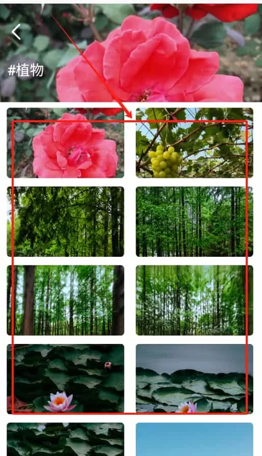 图王国
