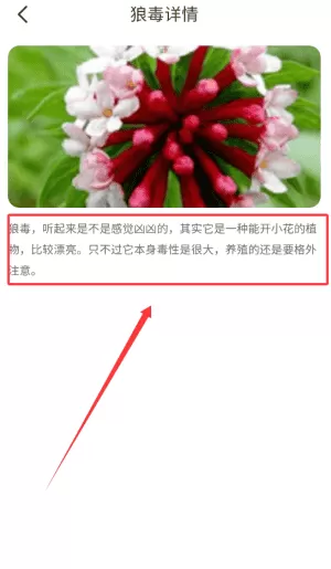百花悦看
