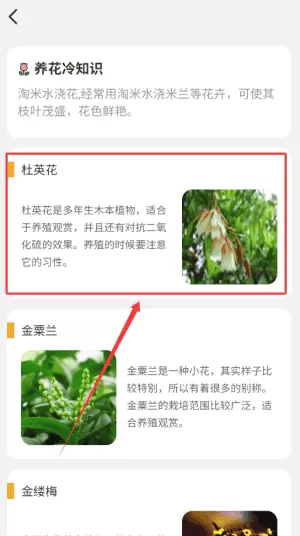 百花悦看